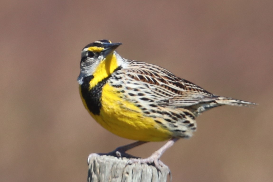 Eastern Meadowlark - Charles (PAT) Dollard