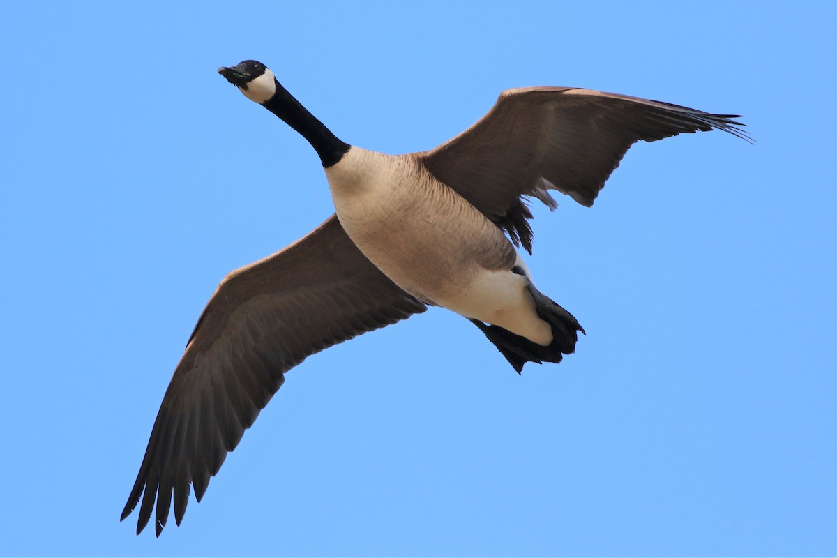 Canada Goose - ML303735151