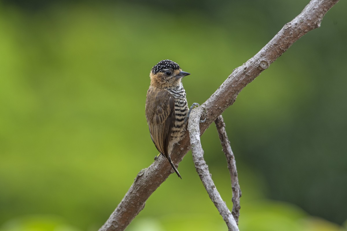 Ochre-collared Piculet - ML303735431