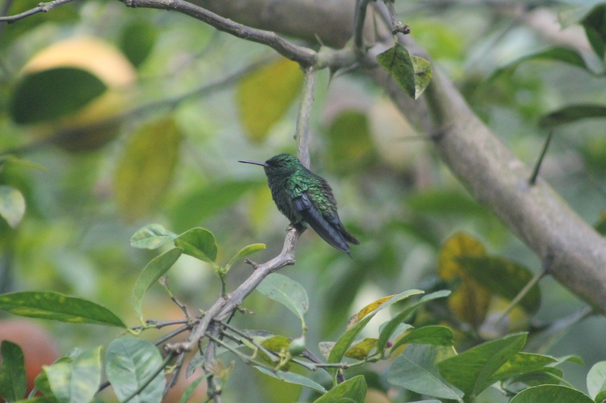 Western Emerald - Jose Martinez De Valdenebro