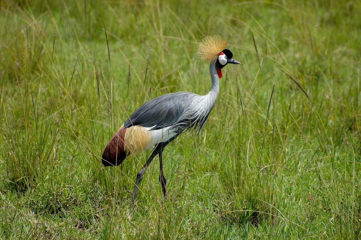 Gray Crowned-Crane - ML303736451