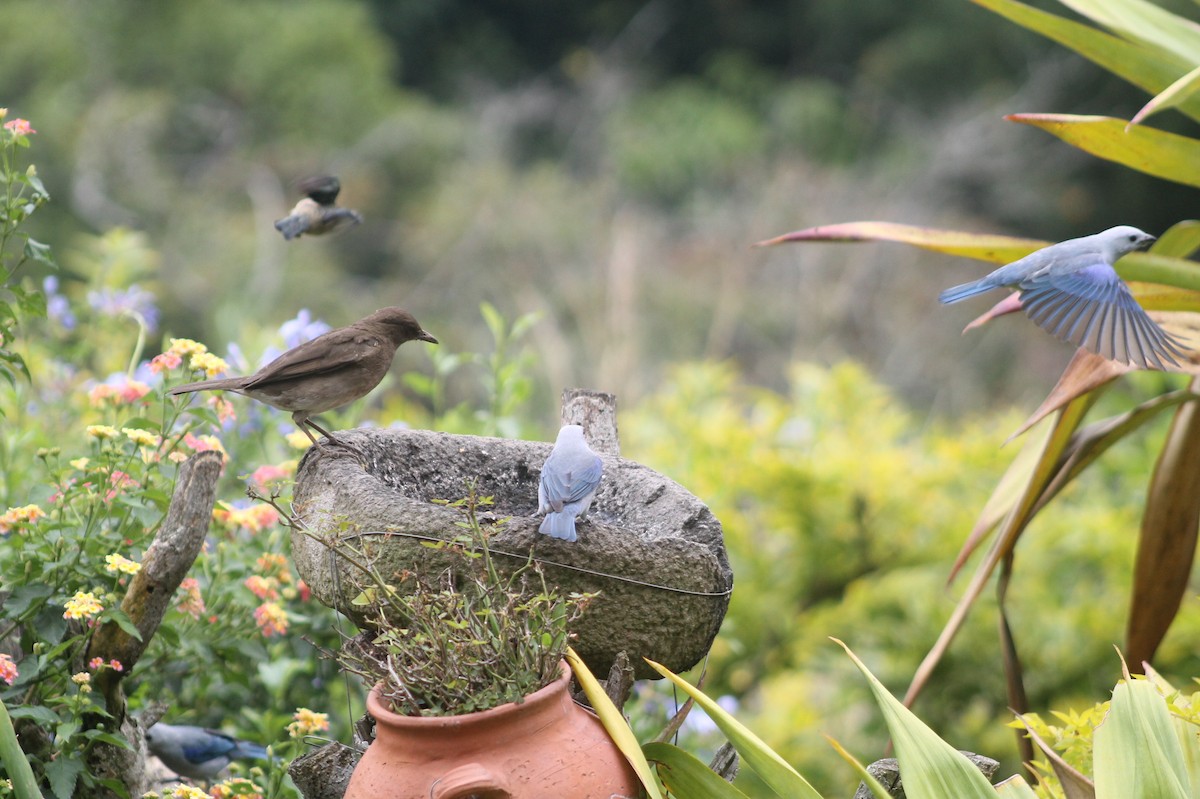 Black-billed Thrush - Jose Martinez De Valdenebro