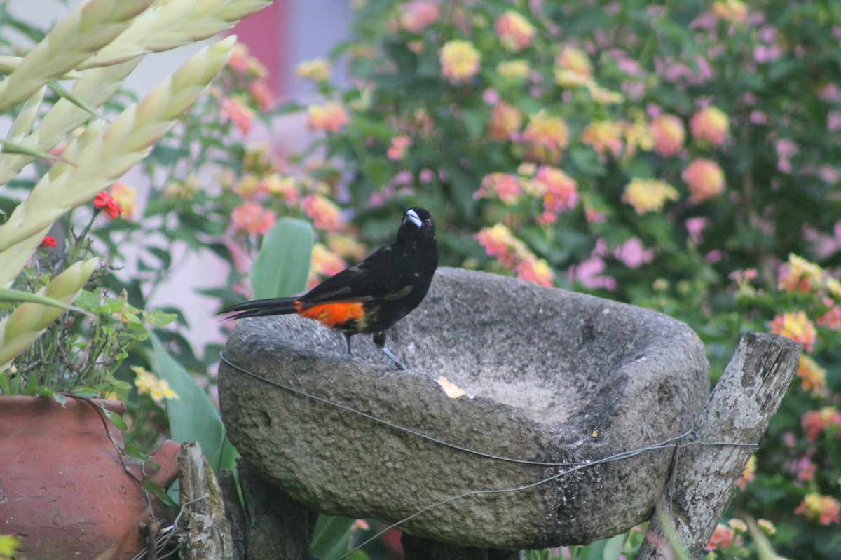 Flame-rumped Tanager - Jose Martinez De Valdenebro