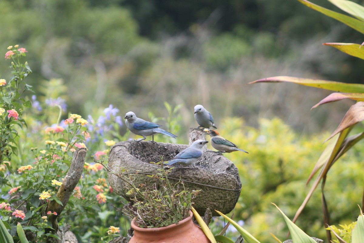 Blue-gray Tanager - Jose Martinez De Valdenebro