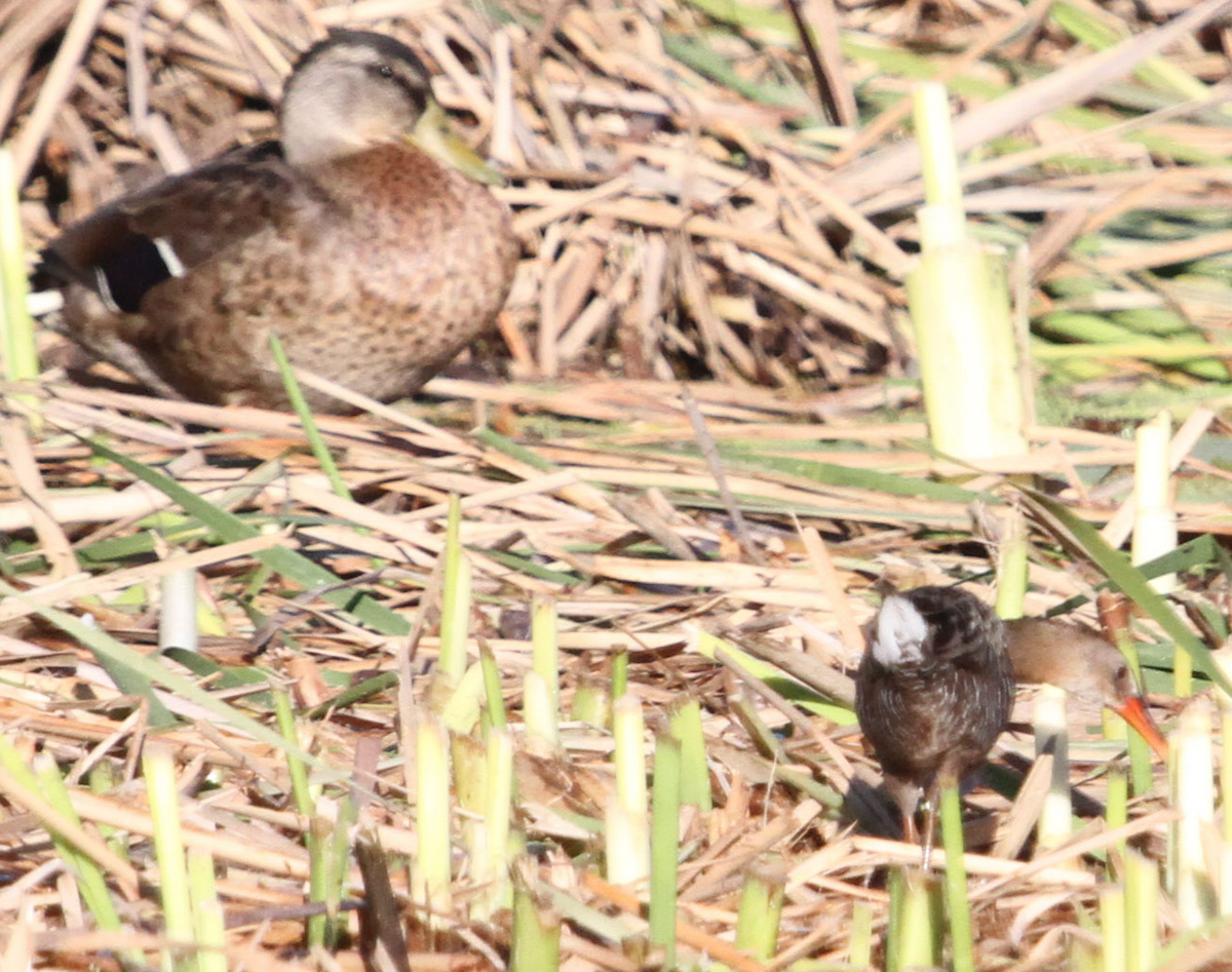 Ridgway's Rail - ML30373821