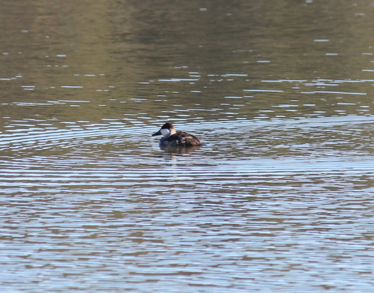 Ruddy Duck - ML303738871