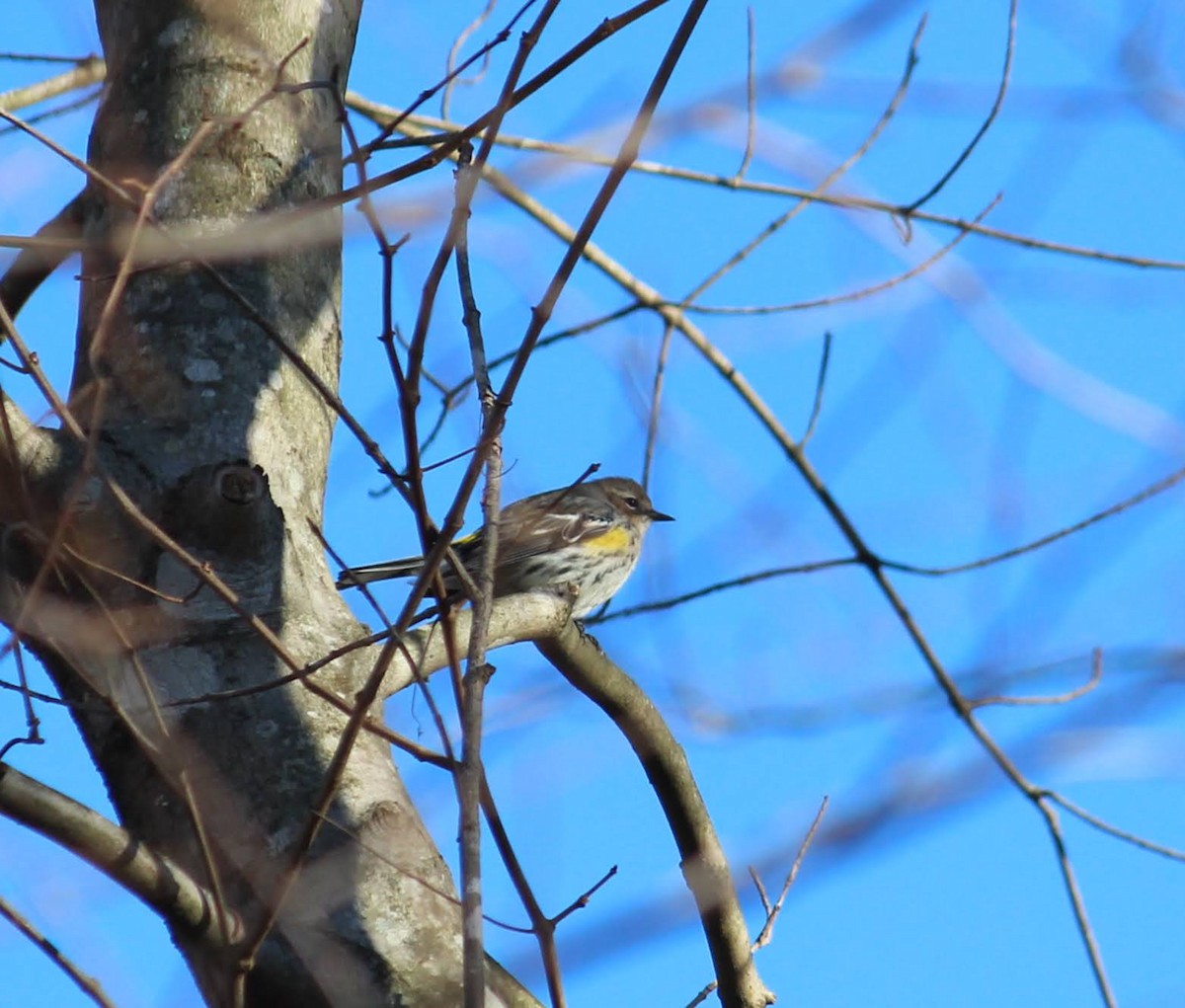 Yellow-rumped Warbler - Wes Hatch