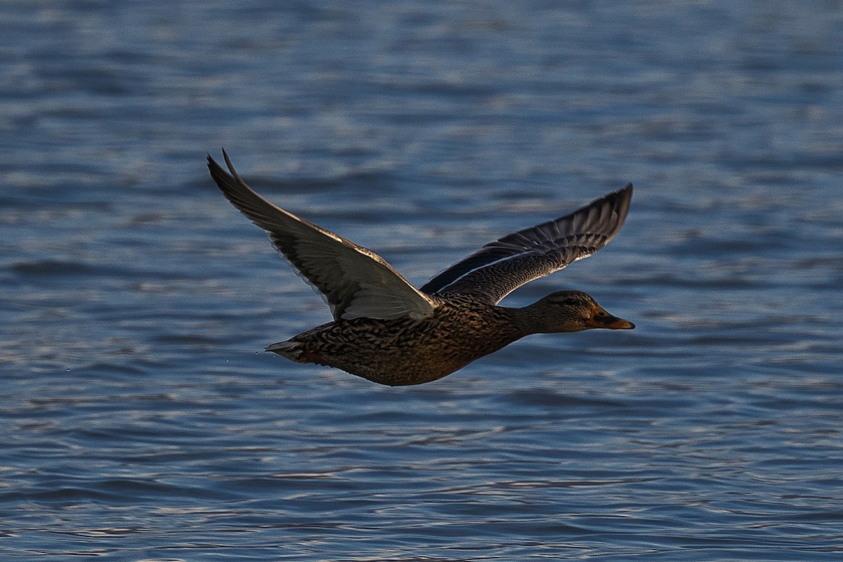 Canard colvert - ML303739271