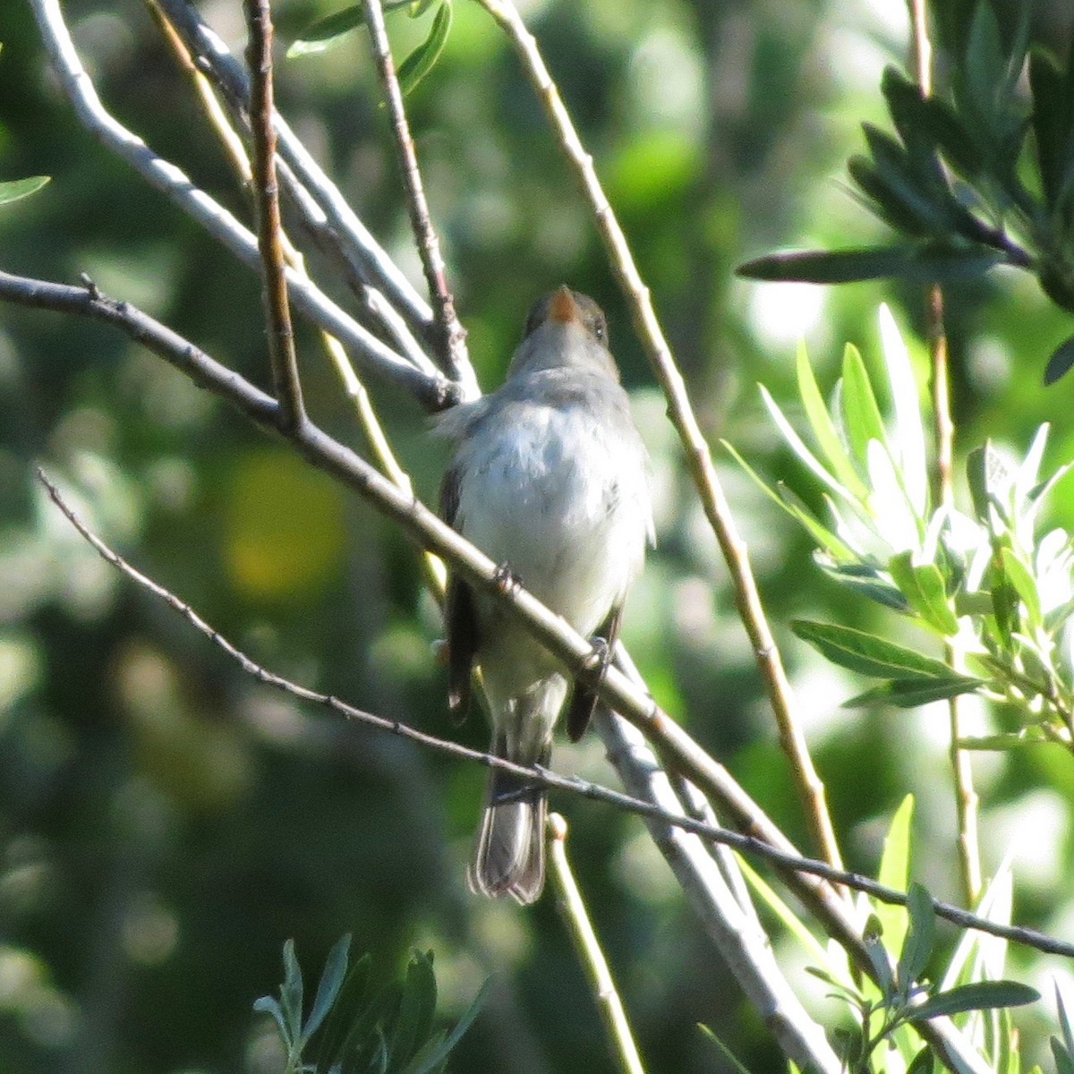 Willow Flycatcher - ML30373931