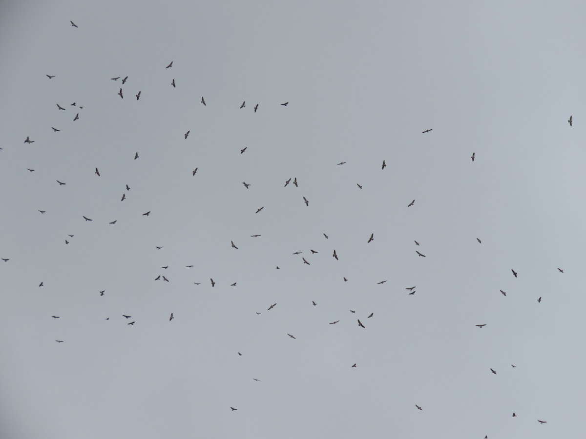 Swainson's Hawk - ML303740701