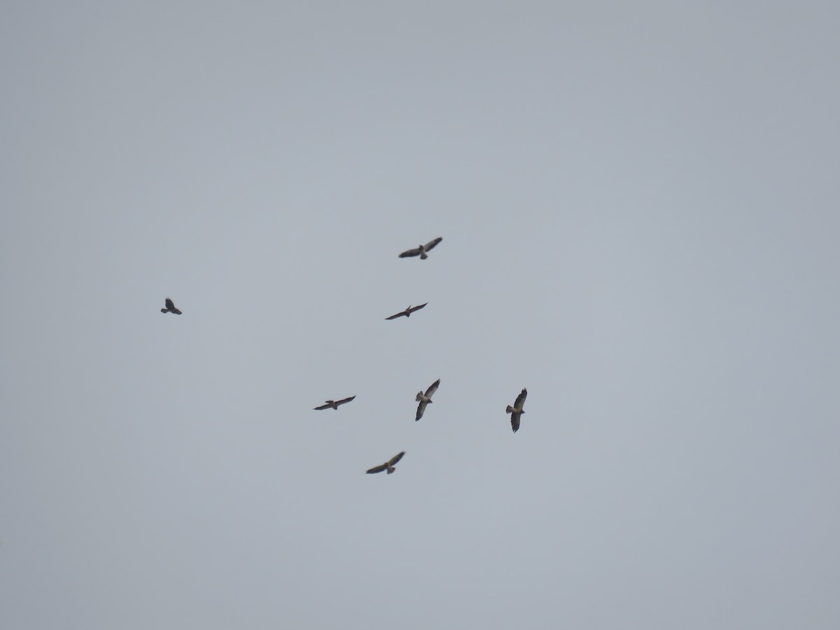 Swainson's Hawk - ML303740711