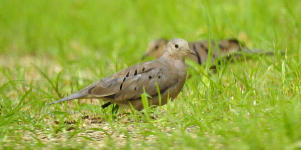 Ecuadorian Ground Dove - ML303741001