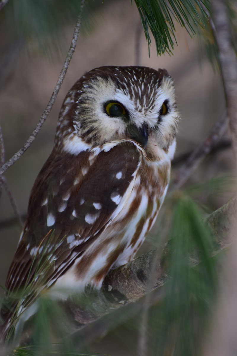 Northern Saw-whet Owl - ML303743581