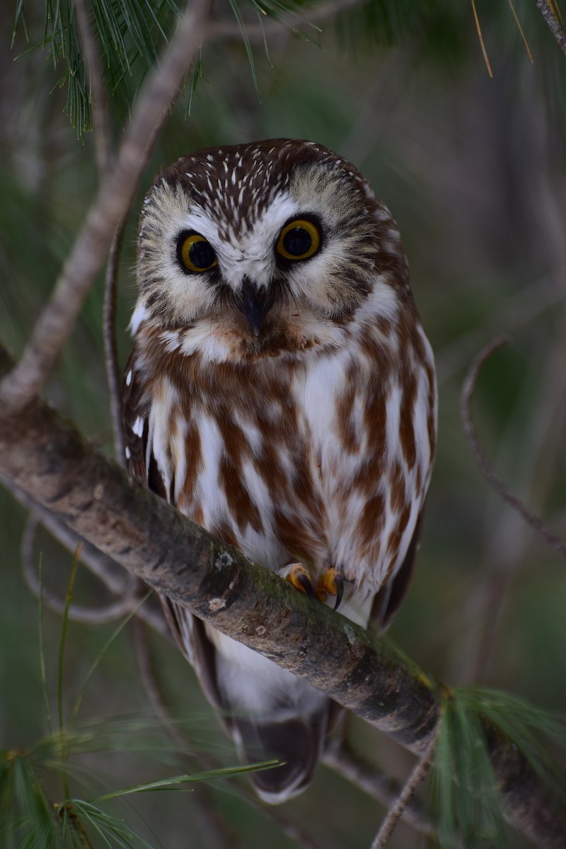 Northern Saw-whet Owl - ML303743621