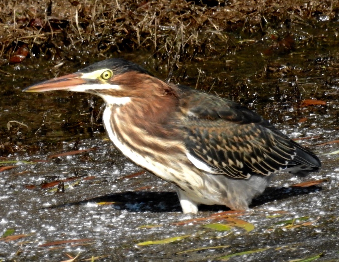 Green Heron - ML30374401