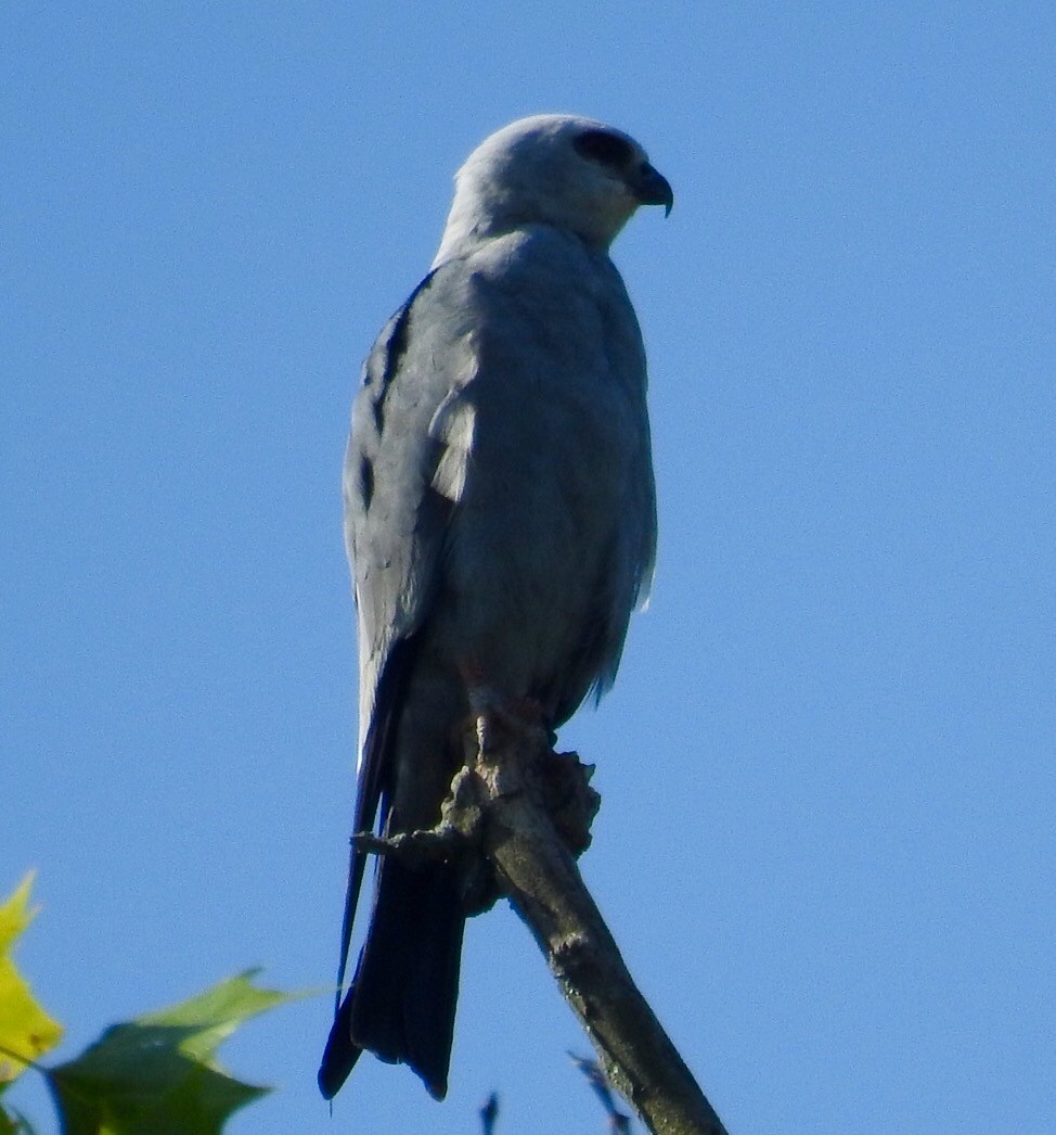 Mississippi Kite - ML30374431