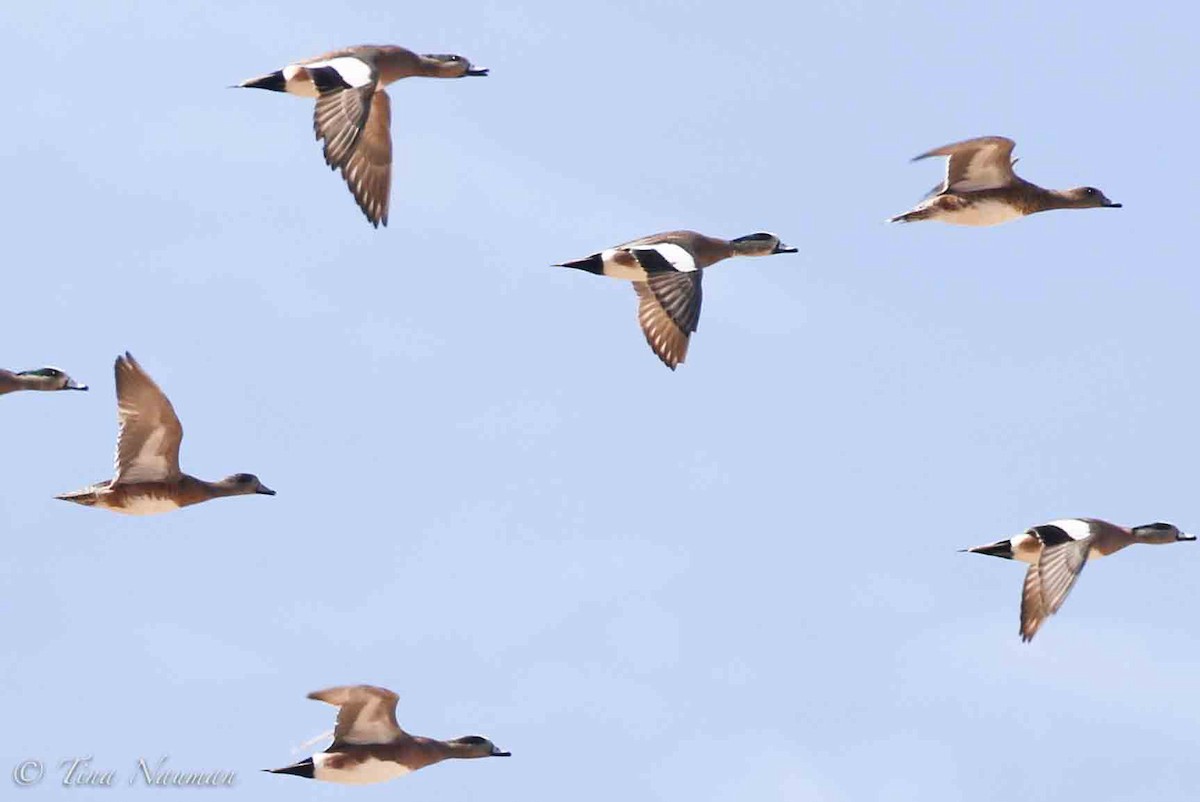 American Wigeon - Tina Nauman