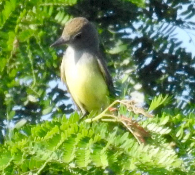 Great Crested Flycatcher - ML30374621