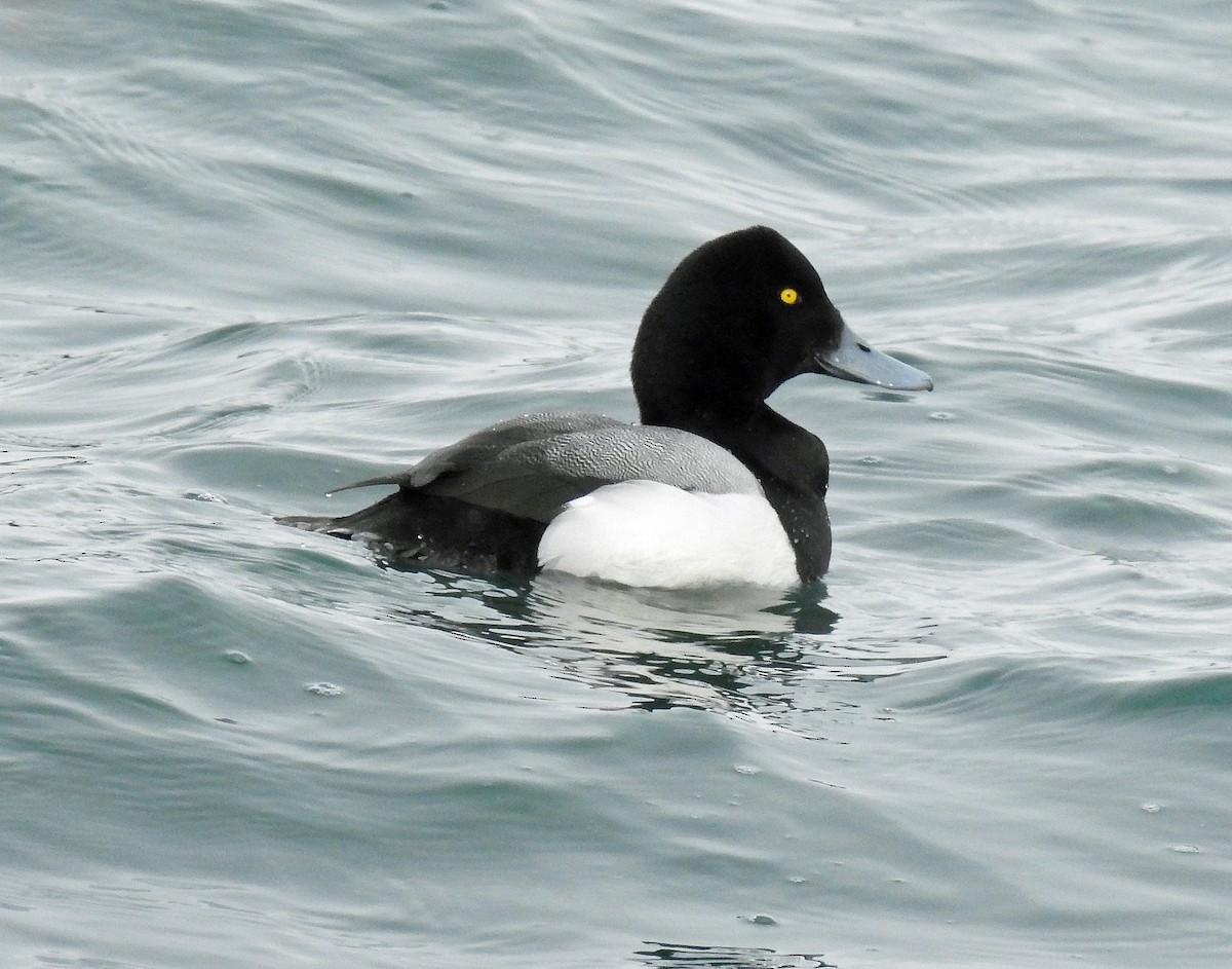 Greater/Lesser Scaup - Theresa Dobko