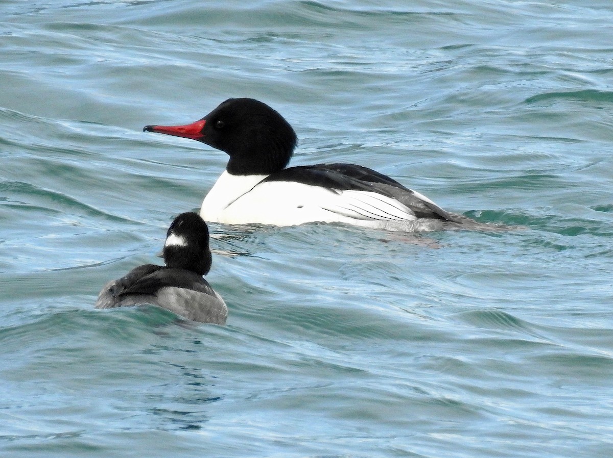 Common Merganser - Theresa Dobko (td birder)