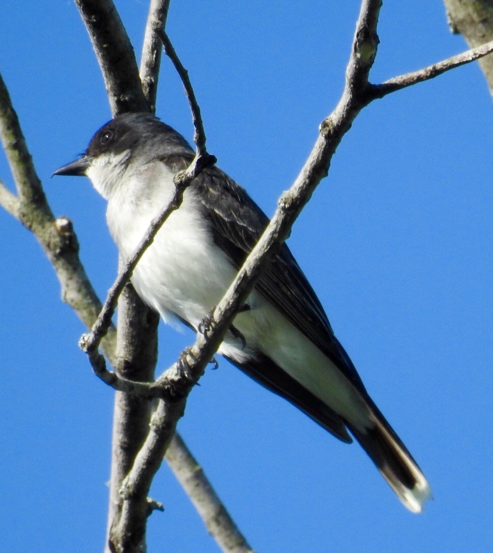 Eastern Kingbird - ML30374661