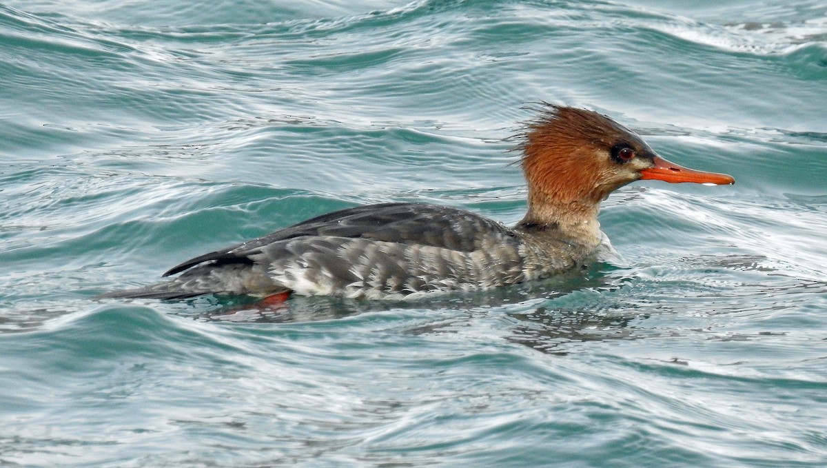 Red-breasted Merganser - Theresa Dobko (td birder)