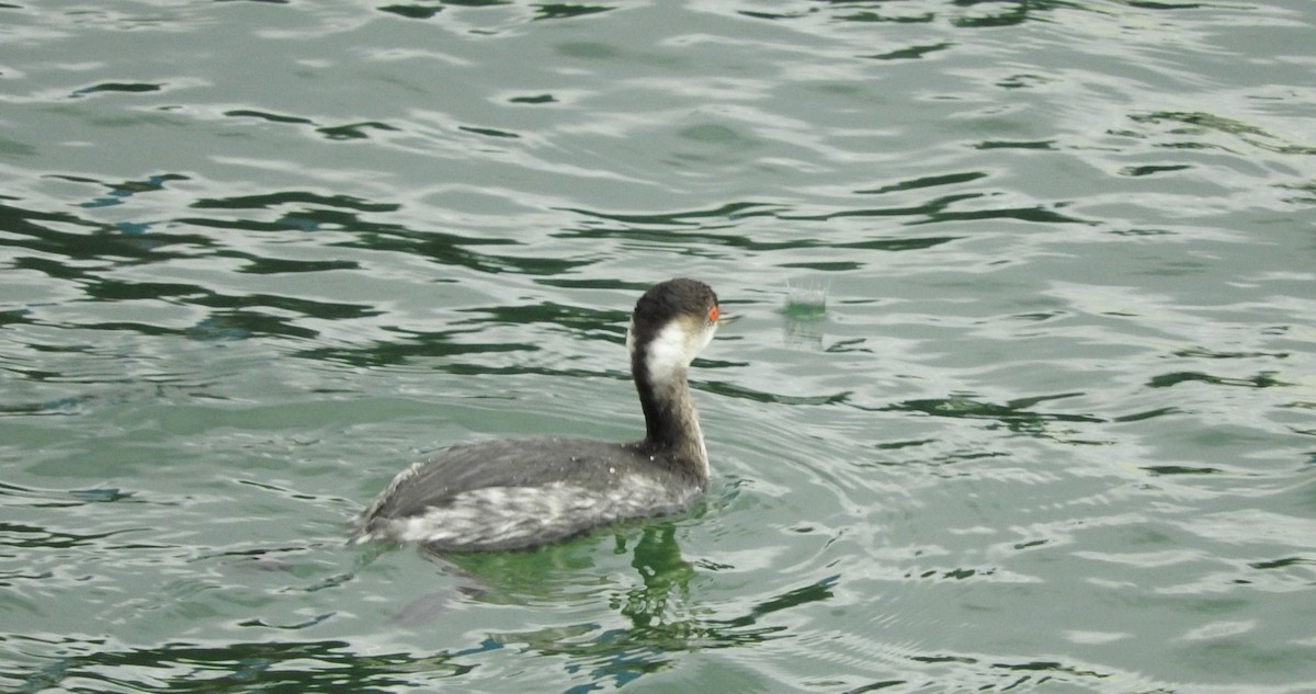 Eared Grebe - Marta Mesa Artabe