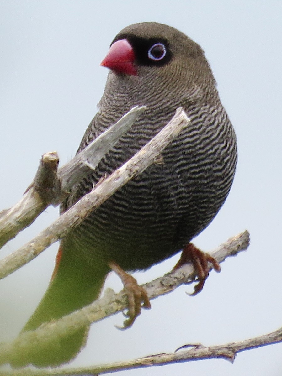 Beautiful Firetail - ML303747691