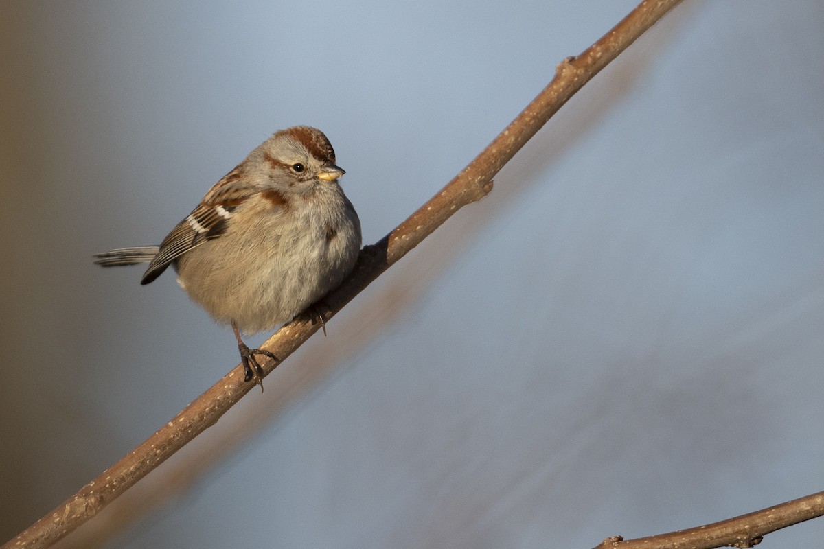 American Tree Sparrow - ML303747791