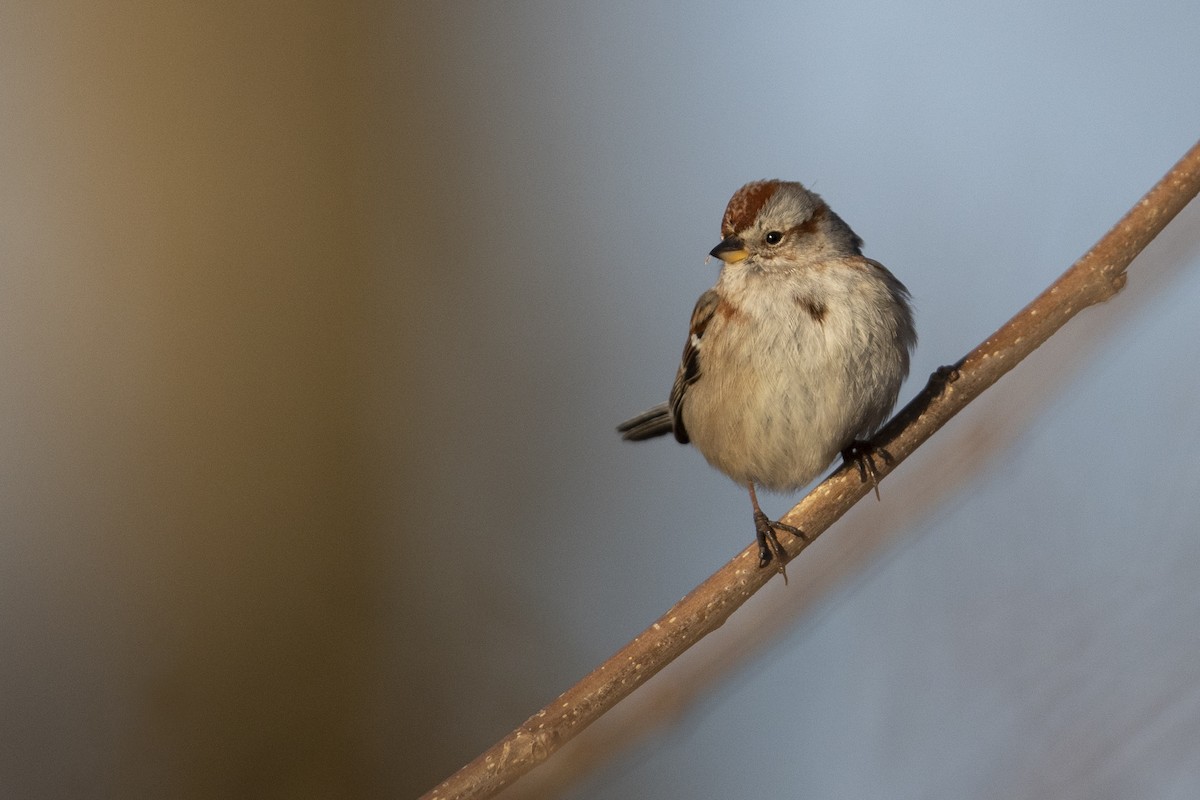 American Tree Sparrow - ML303747821