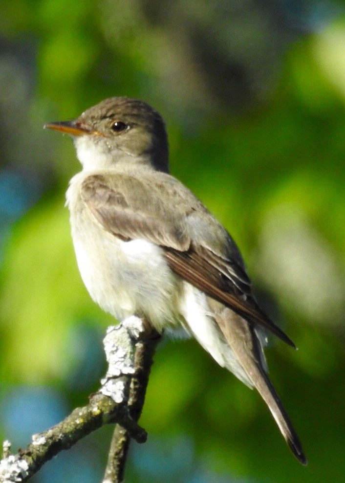 Eastern Wood-Pewee - ML30374831