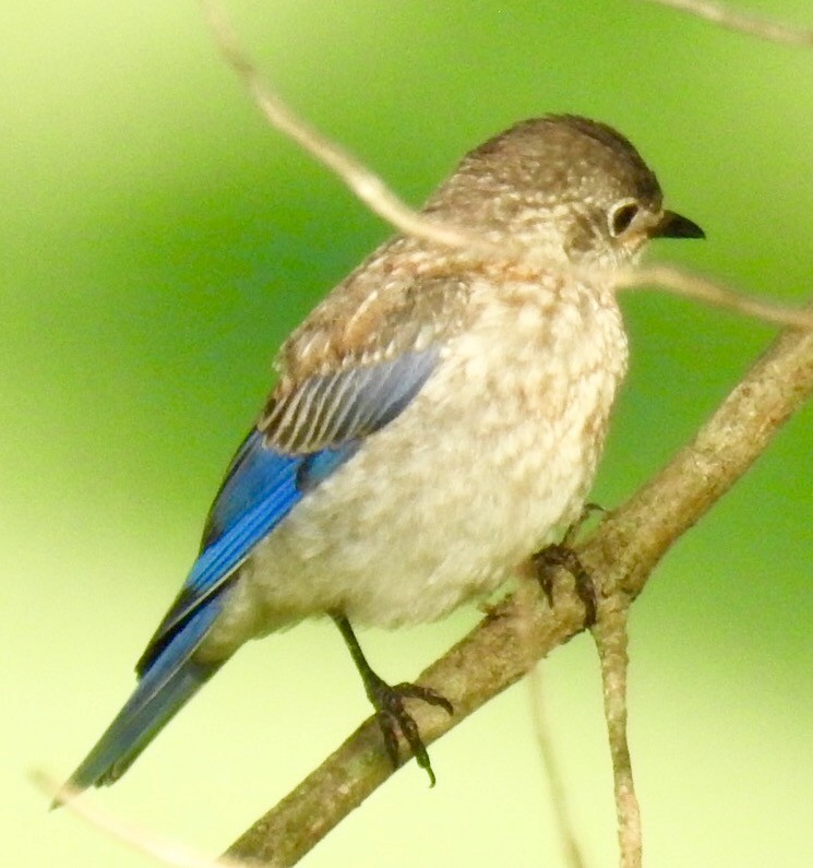 Eastern Bluebird - ML30374851