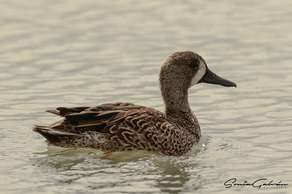 Blue-winged Teal - Sonia Galván