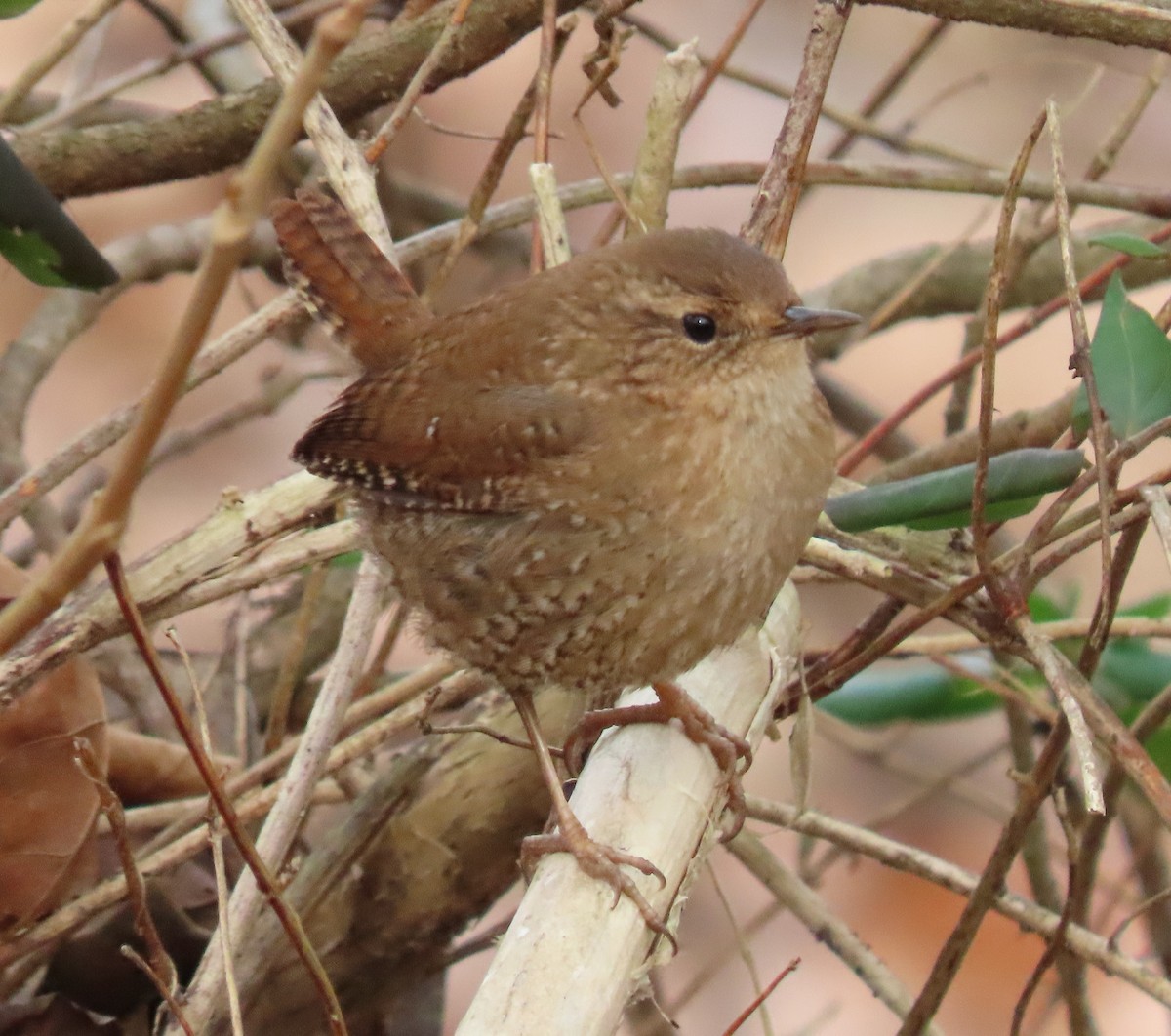Winter Wren - ML303748811