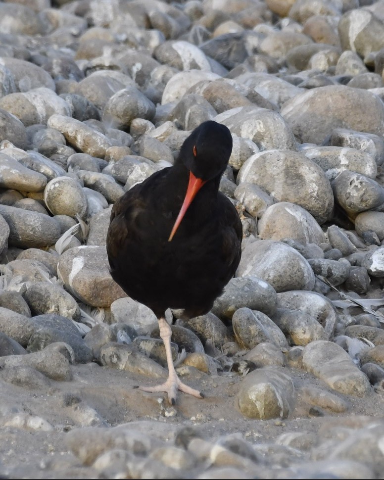 Blackish Oystercatcher - ML303748911