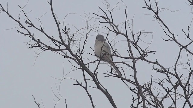 Northern Shrike - ML303749061