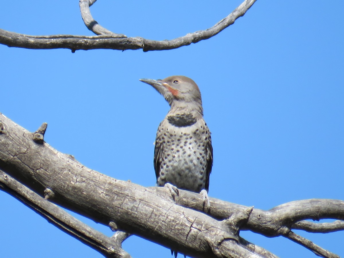 Northern Flicker - Laura Wilson