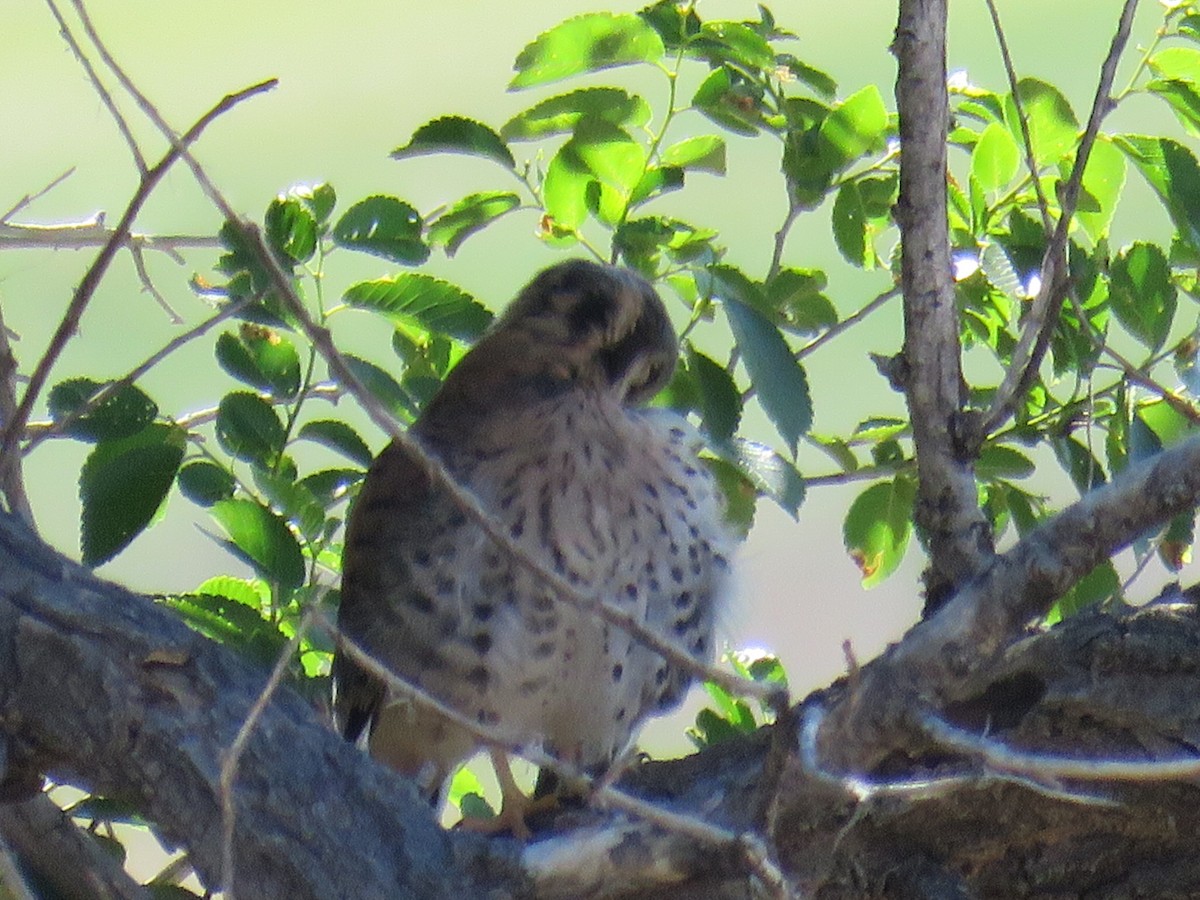 American Kestrel - ML30374961