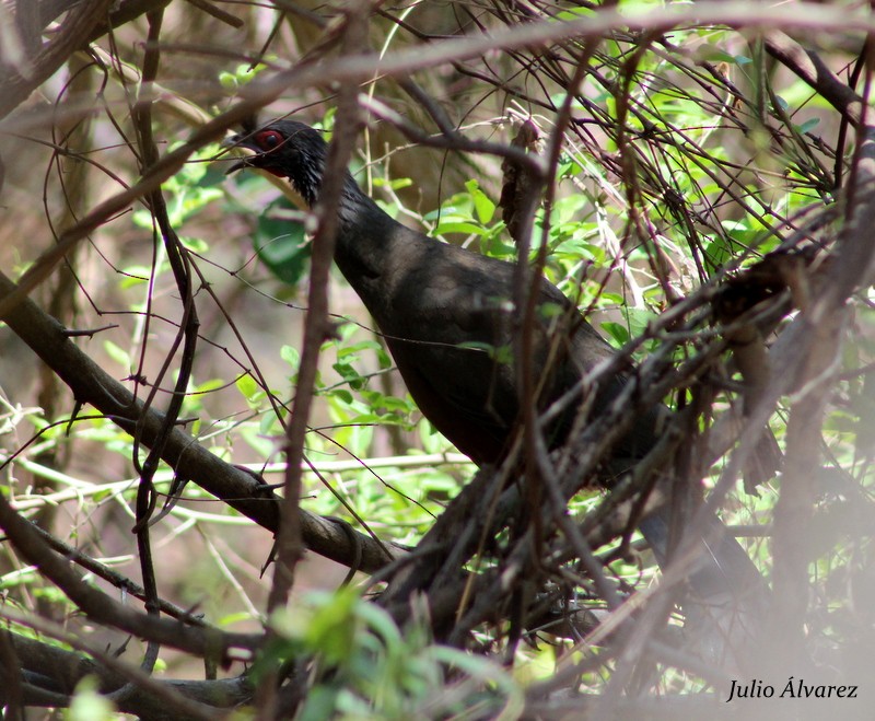 Rufous-bellied Chachalaca - ML30374991