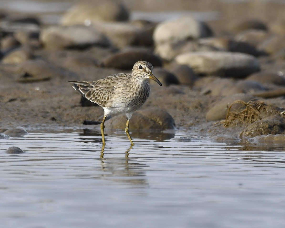 Pectoral Sandpiper - VERONICA ARAYA GARCIA