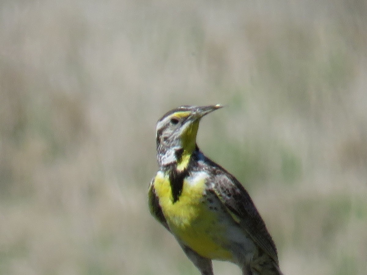 Western Meadowlark - ML30375051