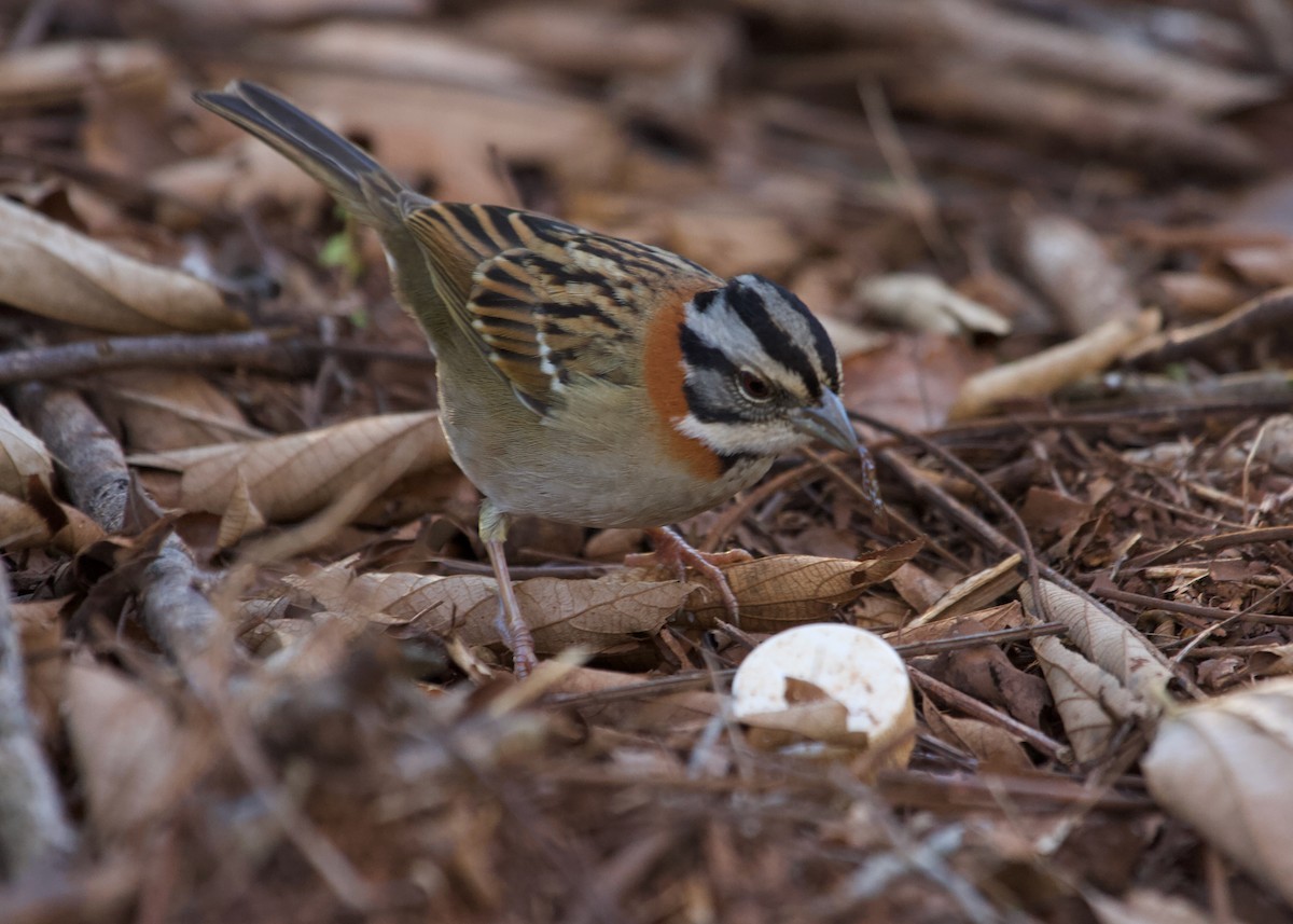 Rufous-collared Sparrow - Gerry Mielke