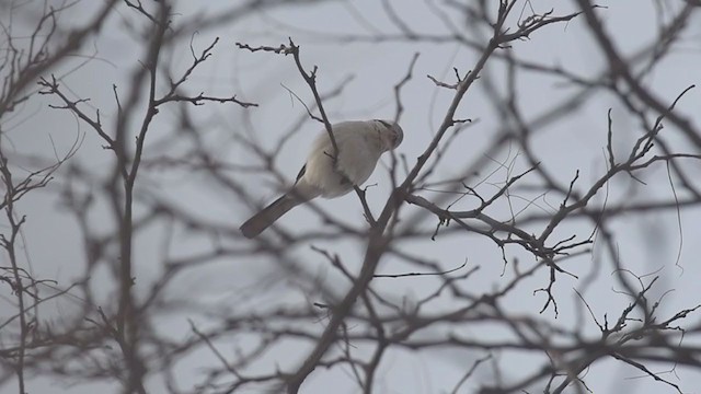 Northern Shrike - ML303751471