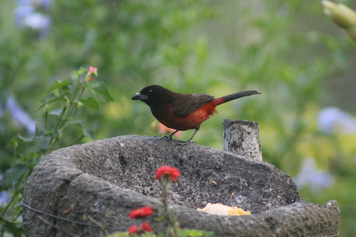 Crimson-backed Tanager - Jose Martinez De Valdenebro