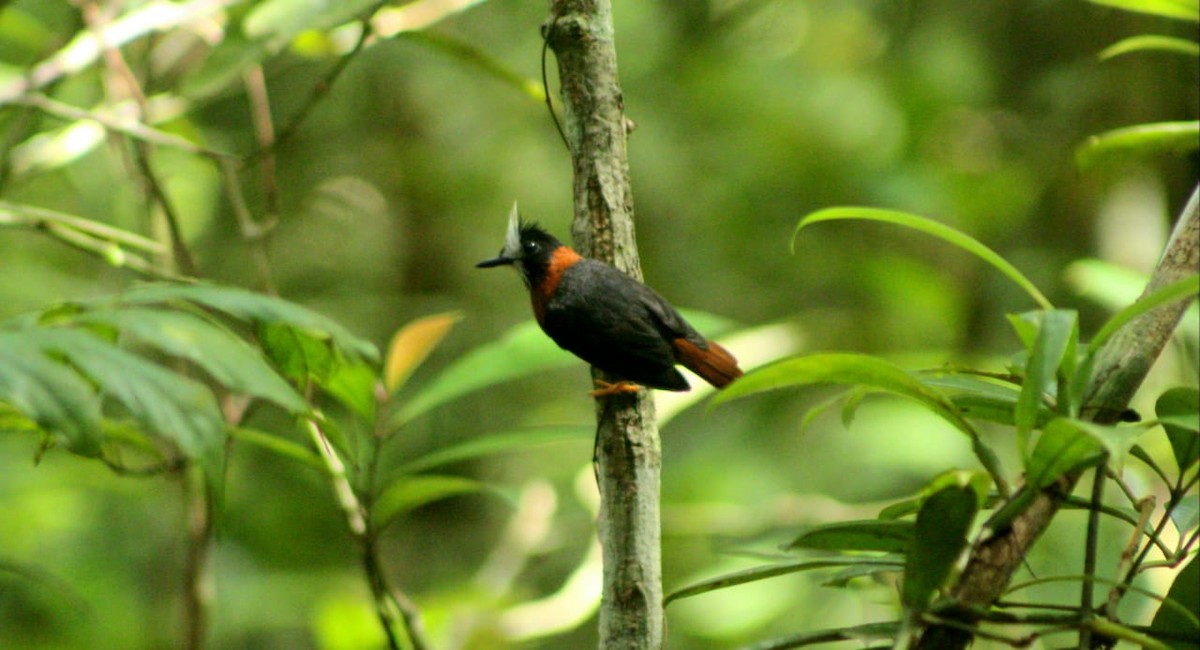 White-plumed Antbird - George Dávila