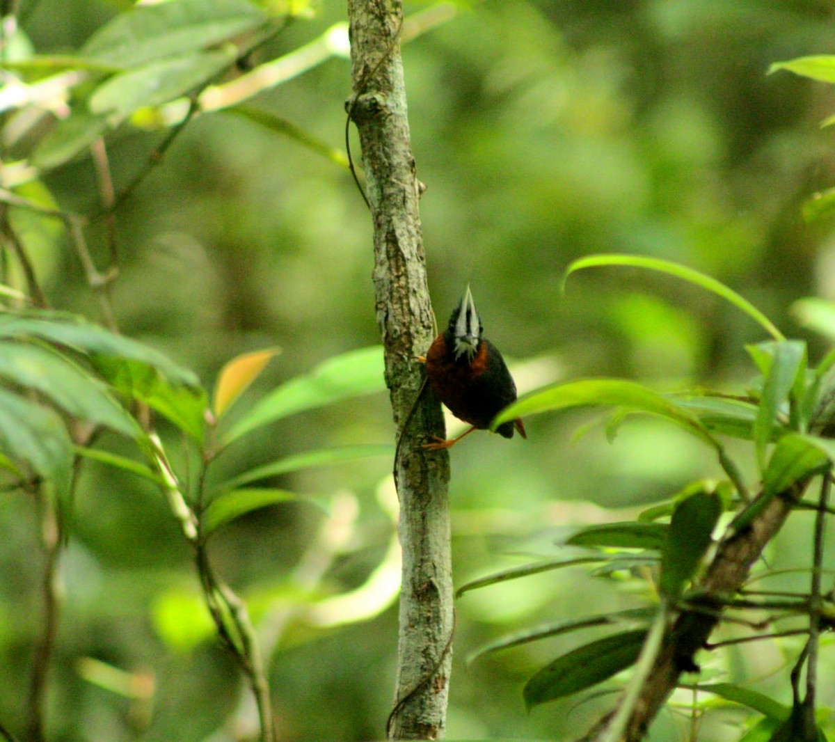 White-plumed Antbird - George Dávila