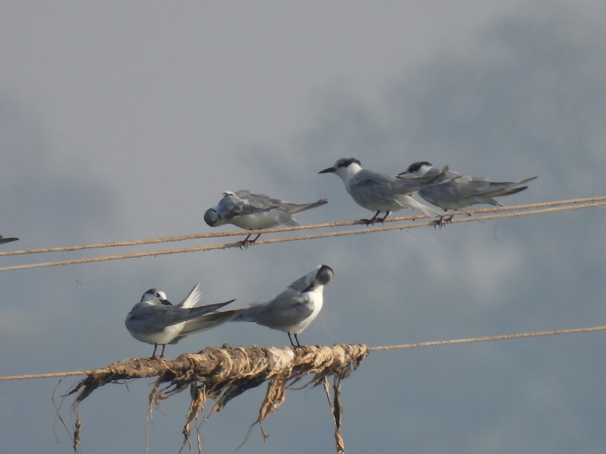 Whiskered Tern - ML303754731