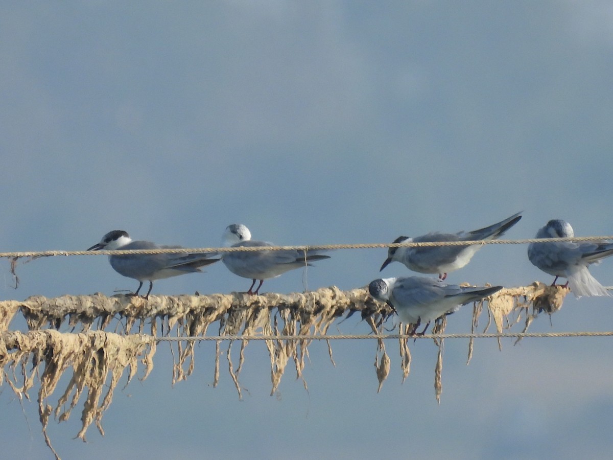 Whiskered Tern - ML303754761