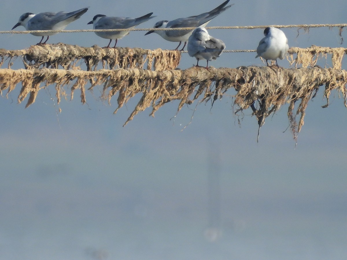 Whiskered Tern - ML303754781