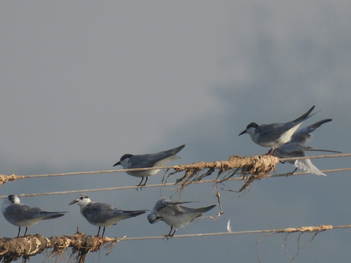 Whiskered Tern - ML303754791